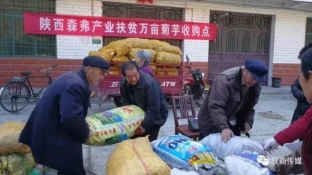 陜西森弗公司收購大量菊芋促進商洛產業(yè)精準扶貧